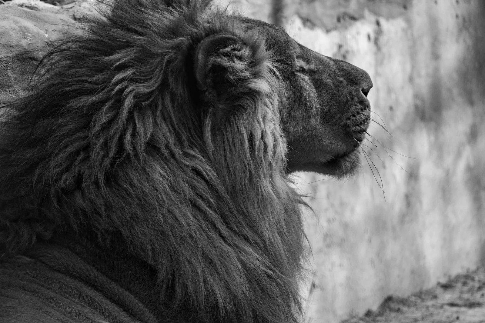 Retrato de un león